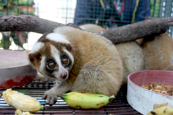 Kukang jawa ini diamankan petugas di kantor BKSDA Jatim. Foto: Petrus Riski