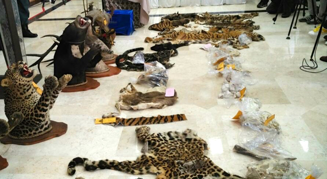 Awetan macan tutul, harimau, beruang madu sampai burung nuri dan cenderawasih sitaan KLHK yang akan diserahkan ke Kejaksaan, untuk proses lebih lanjut. Foto: Jhon R