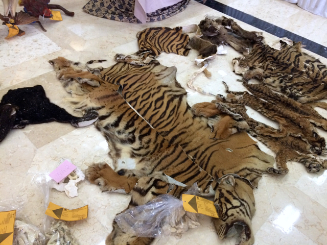 Kulit harimau awetan sitaan KLHK yang akan diserahkan ke Kejaksaan. Foto: Danny