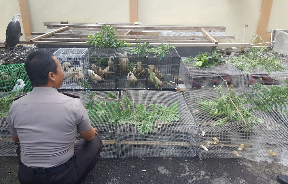Kapolda Maluku Utara Brigjen. Pol. Zulkarnain Adinegara memeriksa secara langsung barang bukti berupa burung kakak tua dan nuri bayan dari 106 ekor satwa yang berhasil disita Polres Ternate dan Polda Maluku Utara. Foto : Polres Ternate