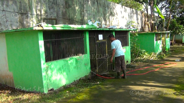 Di kandang inilah 17 harimau menjalani hidup. Foto: Ayat S Karokaro