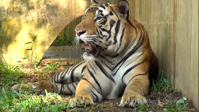 Avatar, si pejantan. Foto: Ayat S Karokaro