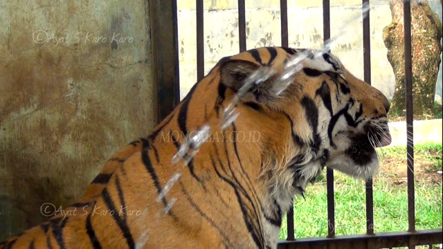 Wesa dimandikan. Foto: Ayat S Karokaro