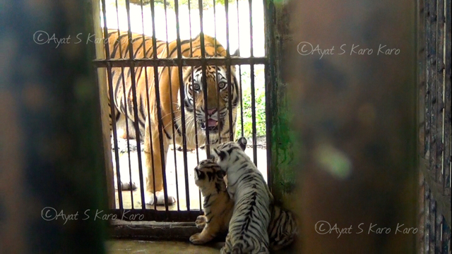 Sang induk terlihat marah saat dipisahkan dari kedua bayinya. Foto: Ayat S Karokaro