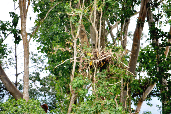 Sarang orangutan yang tampak di Pulau Bawan. Foto: Yustinus S. Hardjanto