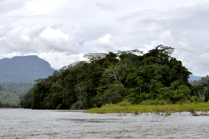 Pulau Bawan yang merupakan tempat pre-release orangutan. Foto: Yustinus S. Hardjanto