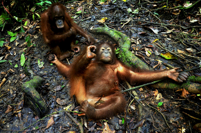 Orangutan di Labanan ini diajarkan kembali di Sekolah Hutan agar bisa hidup di hutan bila dilepasliarkan nanti. Foto: COP