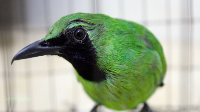 Hasil tangkapan pemburu, murai daun. Walau burung ini tak dilindungi, tetapi mereka menangkap di taman nasional. Foto: Ayat S Karokaro