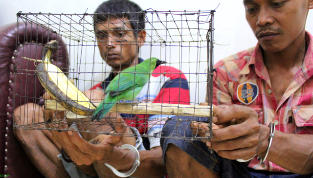 Dua pelaku dan hasil buruan dari TNGL, murai daun. Foto: Ayat S Karokaro