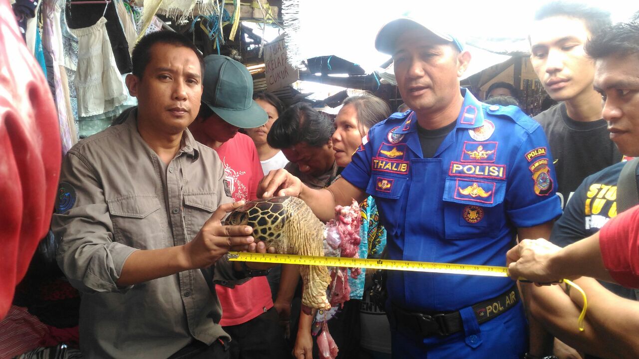 Kepala Satker Manado -BPSPL Makassar, Asriade memegang penyu hijau (Chelonia mydas) yang telah dipotong di Pasar Amurang di Kabupaten Minahasa Selatan (Minsel), Sulawesi Utara, pada Rabu (28/09/2016) Foto : Asriade / Satker Manado -BPSPL Makassar 