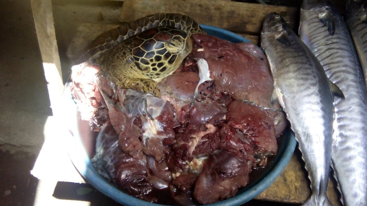 Tim gabungan menemukan penyu hijau (Chelonia mydas), dengan kondisi yang mengenaskan, yaitu sudah dipotong dan siap dijual di Pasar Amurang di Kabupaten Minahasa Selatan (Minsel), Sulawesi Utara, pada Rabu (28/09/2016). Foto : Asriade / Satker Manado -BPSPL Makassar 