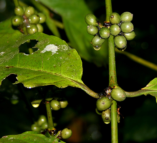 Kopi robusta yang merupakan jenis kopi yang berkembang di Indonesia. Sumber: Wikipedia