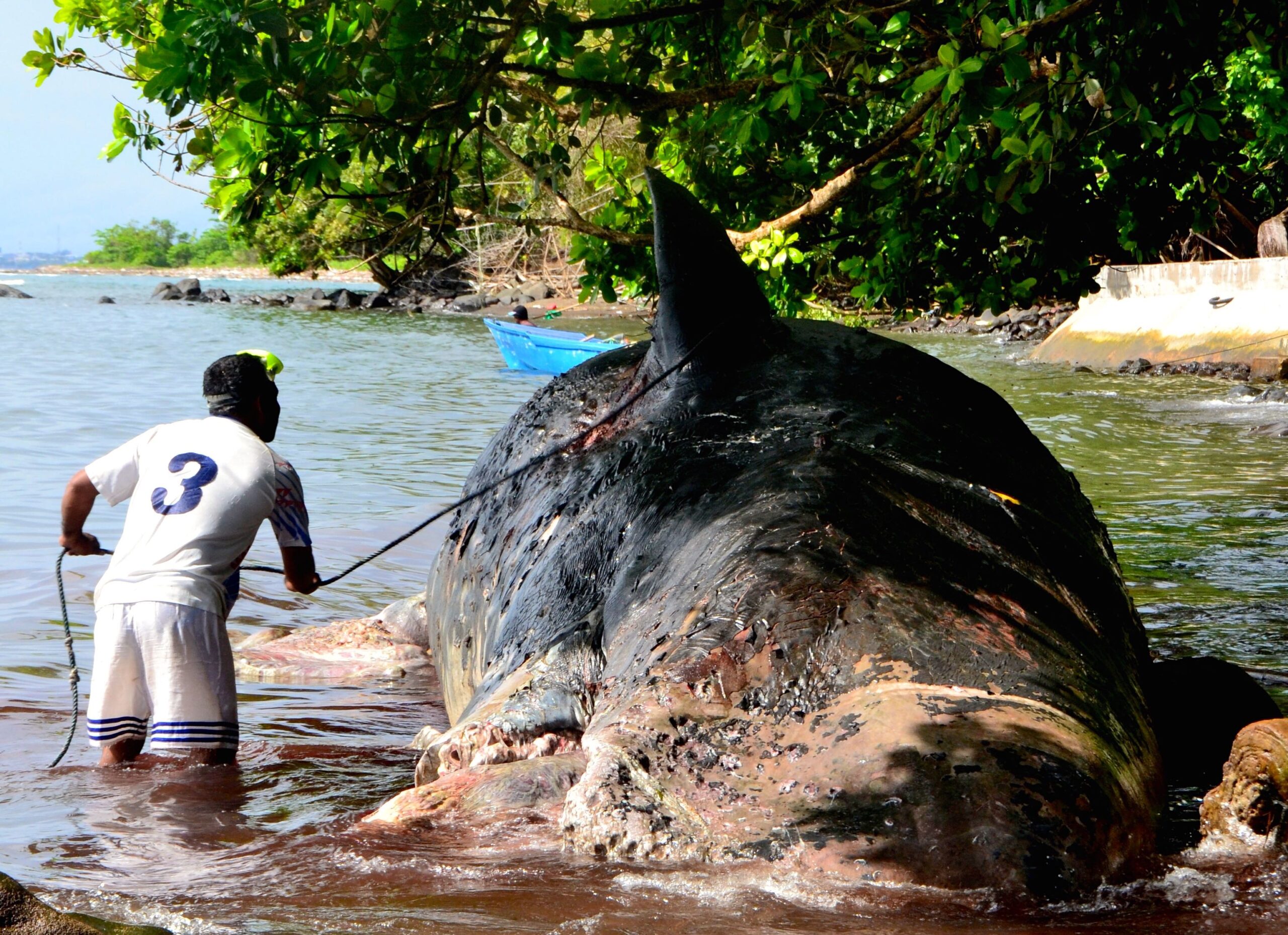 Warga berupaya mengevakuasi paus mati dengan mengikatkan tubuh paus dengan tali tambang dan ditarik perahu. Foto: Rahmad Ulhaz
