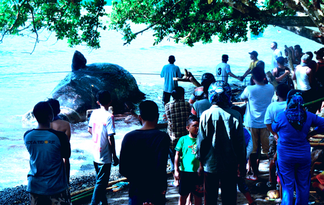 Warga berusaha mengeluarkan bangkai paus dari tepian pantai, tetapi sulit. Foto: Rahmat Ulhaz
