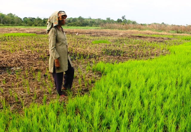 Lahan petani Sogo, yang mengalami turun produktivitas kala sawit datang. Foto: Elviza Diana