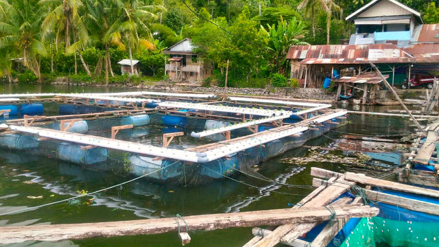 Keramba jala apung yang menenuhi Danau Maninjau. Foto: Vinolia