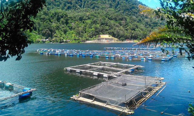 Keindahan Danau Maninjau tak seperti dulu. Kini, danau dipenuhi keramba jala apung. Lebih parah lagi, keramba sudah terlalu banyak dan ikan sering mati. Foto: Vinolia