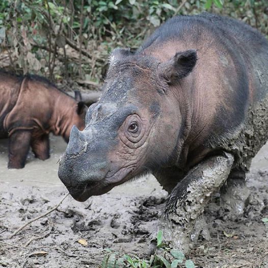 Ratu dan Delilah, anaknya, berada di kubangan lumpur di Suaka Rhino Sumatera, Taman Nasional Way Kambas, Lampung. Foto: Rhett Butler