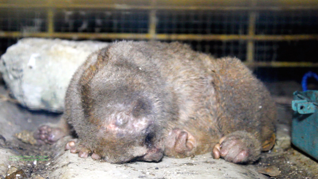 KUkang kritis, dan dalam perawatan. Foto: Ayat S Karokaro