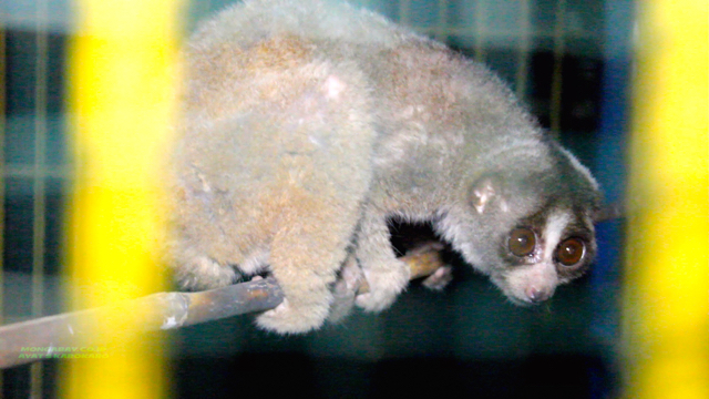 Kukang sitaan dari ayah dan anak yang akan menjualnya. Foto: Ayat S Karokaro