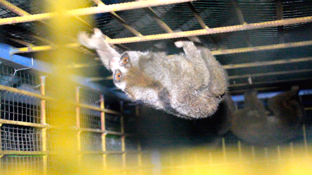 Kukang sitaan. Foto: Ayat S Karokaro