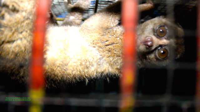 Kukang betina yang berhasil diamankan. Foto: Ayat S Karokaro