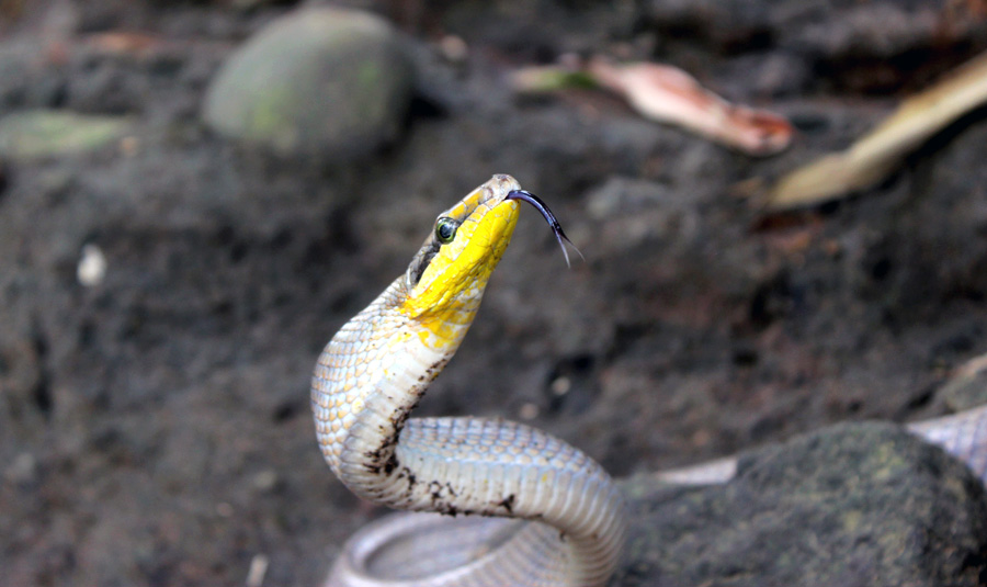 Ular gadung (Gonyosoma oxycephalum). Foto: Rahmadi Rahmad