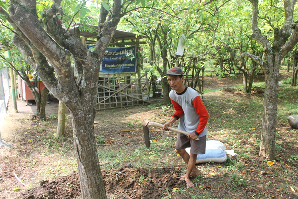 Petani belimbing ini sedang merawat tanamannya dengan memberikan pupuk kandang. Foto: Petrus Riski