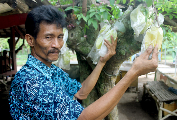 Priyo Sulistyo menunjukkan belimbing yang tinggal menunggu waktu untuk dipetik. Foto: Petrus Riski