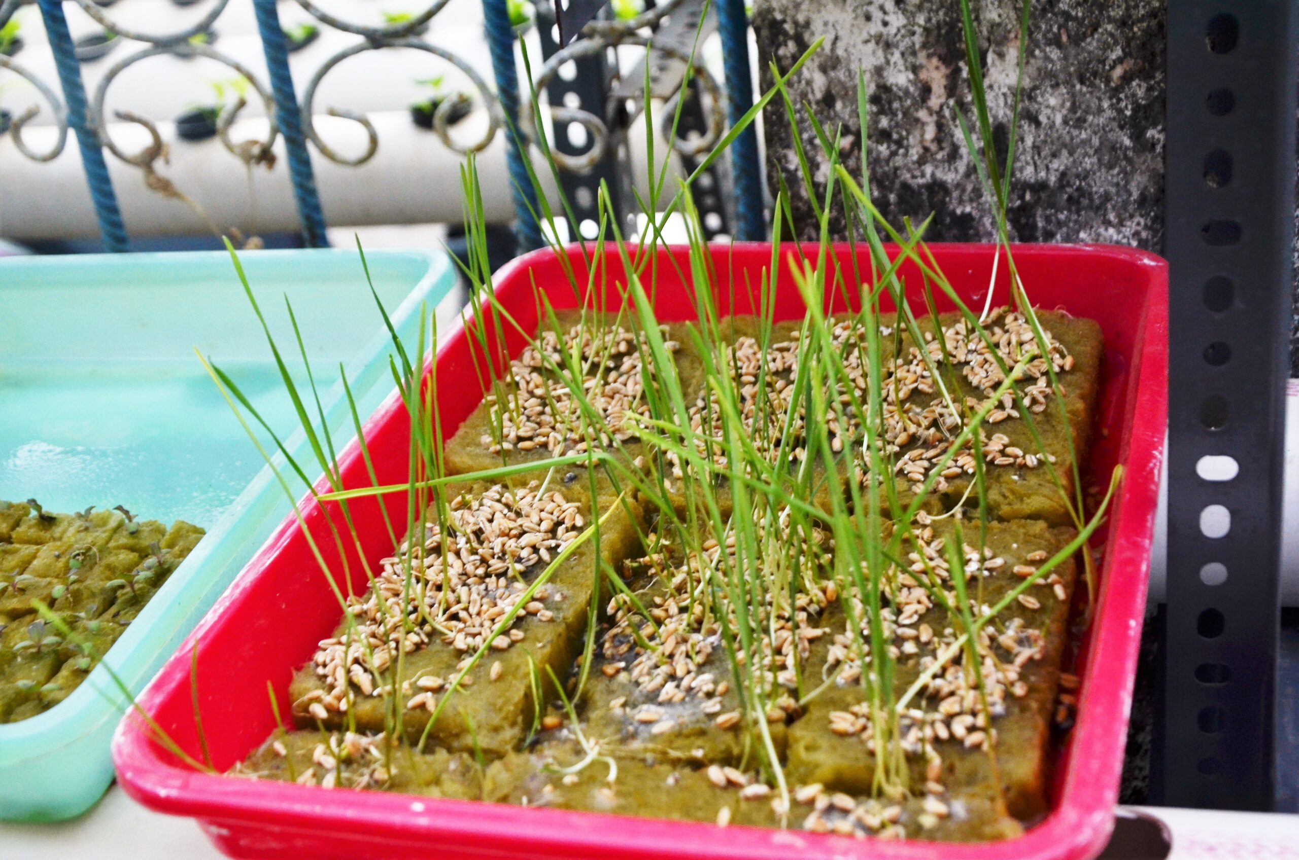 Masa tumbuh tanaman di semaian bervariasi pada metode hidroponik. Untuk sawi atau selada misalnya, dalam 24 jam sudah berkecambah. Setelah 7 – 10 hari biasanya sudah siap tanam. Tanaman hasil semaian ini kemudian ditempatkan di wadah tanaman yang disebut netpot. Foto: Wahyu Chandra
