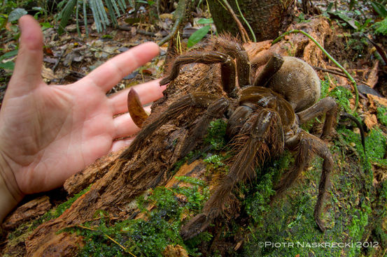 Goliath birdeater (Theraphosa blondi). Foto: Piotr Naskrecki