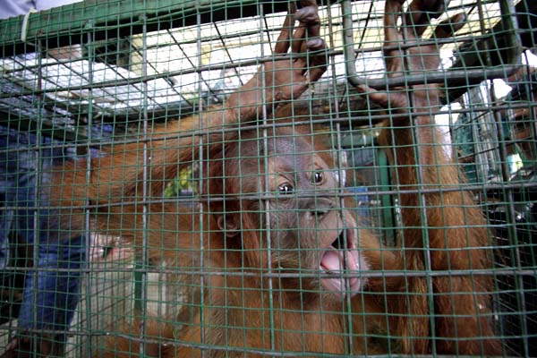 Bayi orangutan yang disita dari pemburu di Aceh. Pemburu akan membunuh sang induk untuk mendapatkan bayi orangutan untuk dijual. Foto: Junaidi Hanafiah