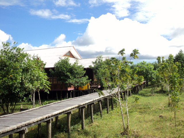 Beragam bangunan dari rumah sampai jalan maupun jembatan di Kabupaten Asmat, menggunakan kayu besi. Permintaan tinggi. Praktik tebang tanpa melihat keberlanjutan diduga menjadi penyebab, kayu besi makin langka. Foto: Agapitus Batbual