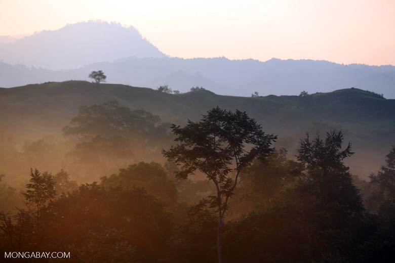 Hutan Aceh yang harus dijaga kelestariannya. Foto: Rhett Butler