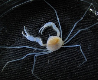 Kepiting yang telah menunjukkan tingkat adaptasi tinggi pada lingkungan gua, Sulaplax ensifera endemik Pulau Muna. Foto: Cahyo Rahmadi