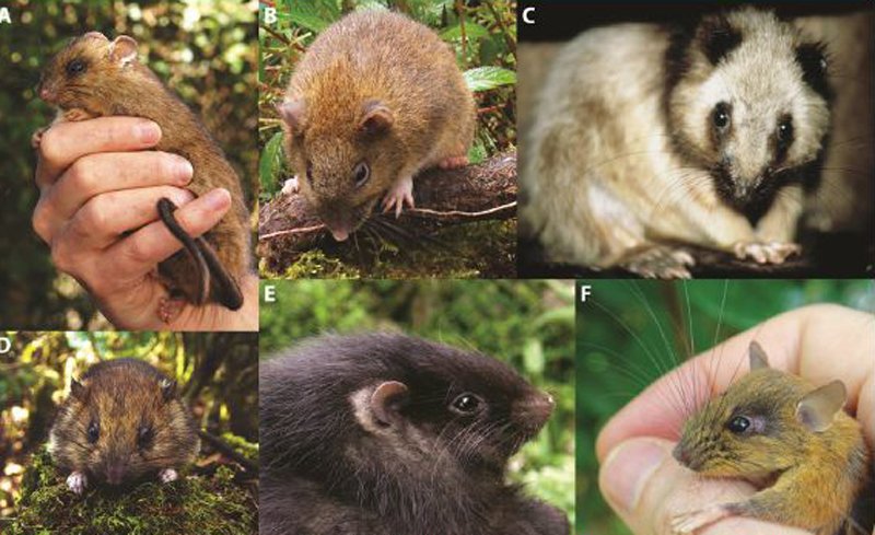 Keterangan gambar: A) Carpomys melanurus, (B) Batomys granti, (C) Phloeomys pallidus, (D) Carpomys phaeurus, (E) Crateromys schadenbergi, and (F) Musseromys gulantang. Sumber: Heaney et al.