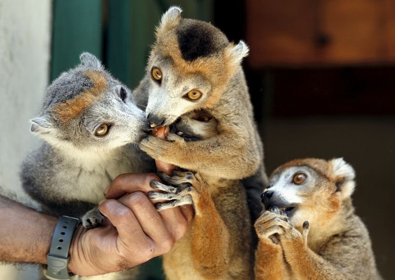 Lemur yang berada di Kebun Binatang Antananarivo Tsimbazaza, Madagaskar. Foto: Thomson Reuters