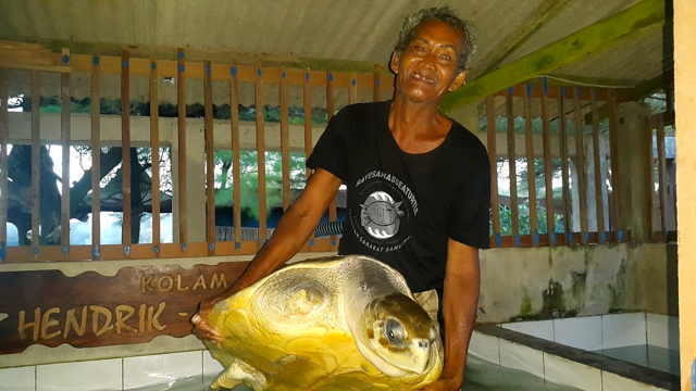 Rujito tak hanya menyelamatkan telur penyu agar menetas dan melepasliarkan kala siap. Dia juga merawat penyu-penyu yang kadang sakit atau mengalami kecelakaan. Foto: Tommy Apriando