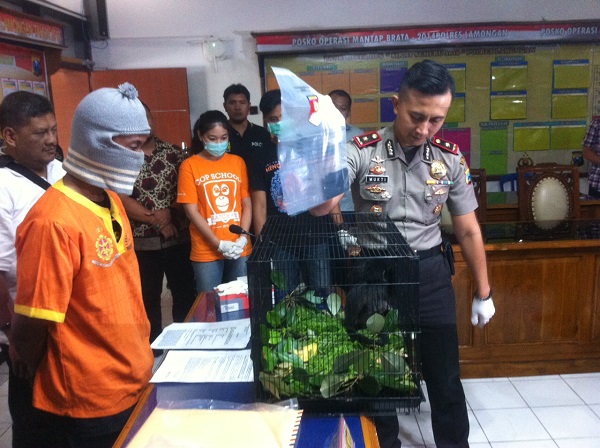 Pelaku bersama barang bukti yang disita. Sudah setahun ini, pelaku menjalankan bisnis terlarangnya. Foto: COP