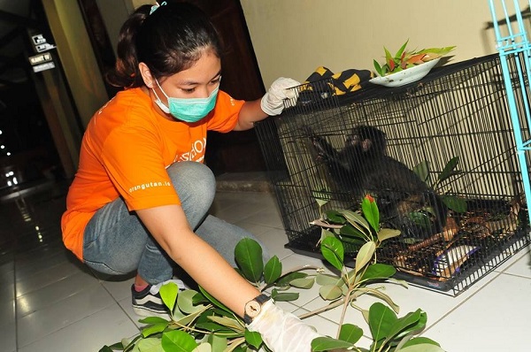 Bayi lutung jawa yang disita dari pedagang satwa di Lamongan, Jawa Timur. Foto: COP