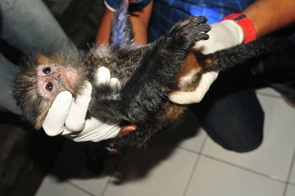 Bayi lutung jawa yang akan dijual ini diperkirakan berusia tiga bulan. Foto: COP