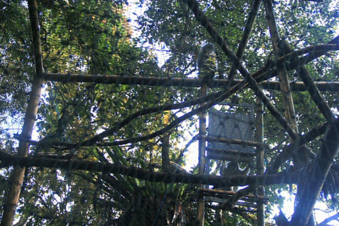 Sepasang surili bernama Lala dan Lulu yang masing-masing berumur 3 dan 4 tahun keluar dari kandang habituasi di kawasan Situ Patenggang, Rancabali, Kabupaten Bandung, Rabu (07/09/2016). Kedua surili tersebut merupakan hasil briding dari indukan lokal dengan surili di Inggris. Foto: Donny Iqbal