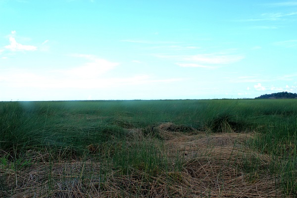 Lebak Purun Arang Setambun, Pedamaran OKI. Foto: Jemi Delvian