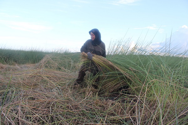 Seorang ibu menebas dan mengumpulkan purun yang diambil Lebak Purun Arang Setambun, Pedamaran, OKI. Foto: Yayasan Perspektif Baru