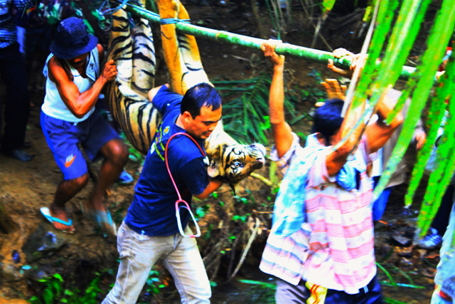 Harimau jantan yang terperangkap, Mei 2016, dan kaki harus amputasi. Foto: Vinolia