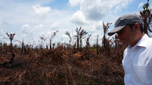 Wilayah perkebunan sagu masyarakat yang turut terbakar di Pulau Padang. Penyebabya masih belum diketahui diduga karena minim air akibat kanalisasi PT RAPP. Foto: Lusia Arumingtyas