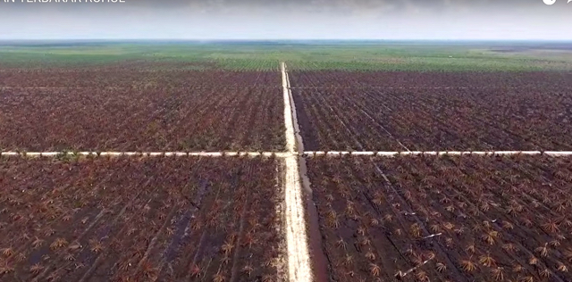 Hamparan kebun sawit terbakar. Foto: KLHK