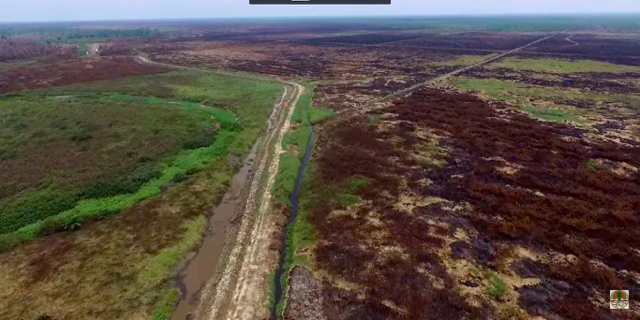 Hutan yang terbakar berdampingi dengan kebun sawit. Foto: KLHK