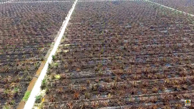 Kebun terbakar dengan kelola 'bapak angkat' antara APSL dan warga. Foto: KLHK