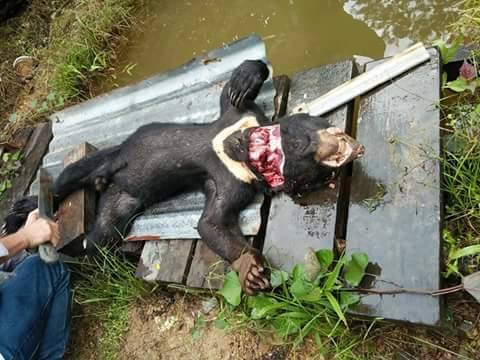 Akun FAcebook Rosi Kuale, mengunggah foto beruang madu yang dibantai pada 21 Agustus 2016. Sumber: Akun Facebook Rosi Kuale